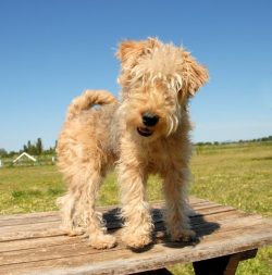 Officially, the Lakeland breed is considered to be originally from the UK. County Cumberland is  ...