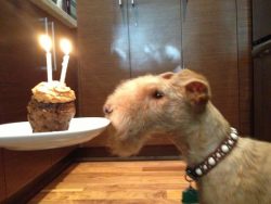 The Lakeland Terrier did an excellent job with the functions of a fox hunter, and they also went ...