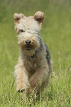Lakelands were first classified as coloured working terriers to distinguish them from white terr ...