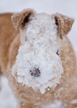 In 1921, the Lakeland Terrier Association was established in England. They were first exhibited  ...