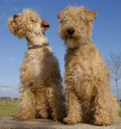 The Lakeland Terrier, owned by Gene L. Heath and comedian Bill Cosby, has won over 100 Best in S ...