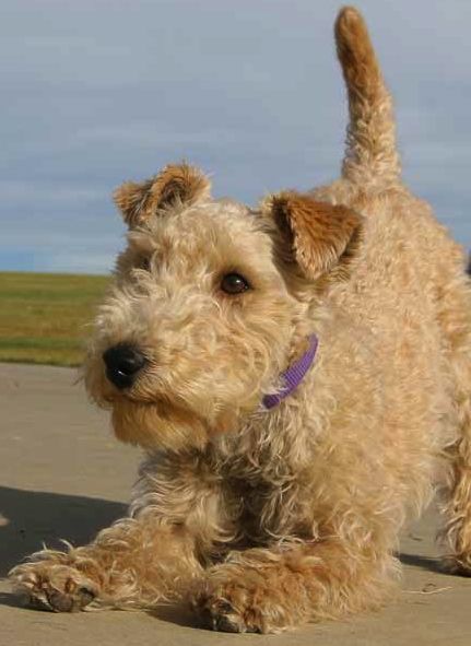 The Lakeland Terrier is a medium-sized dog with an athletic, muscular build and square outline.  ...