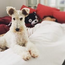 The Lakeland Terrier is a very energetic and hardy dog. Accordingly, your pet will need a large  ...