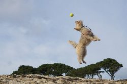 The Lakeland Terrier is very loyal to its family and owner and is an excellent companion who fee ...