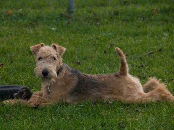 The Lakeland Terrier breed needs to be combed out about 1-2 times a week. Some owners also cut t ...
