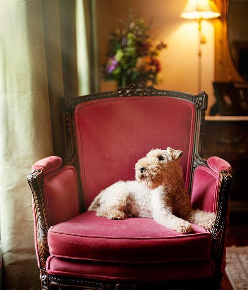 A dog of the Lakeland Terrier breed is an example of excellent health, strong immunity and endur ...