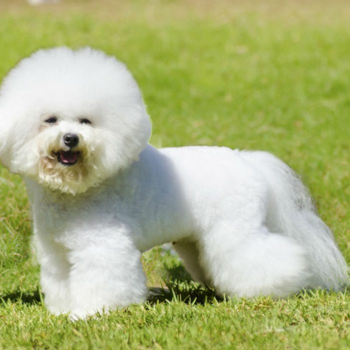 Bichon Frize – the KINECT creature on the planet, will give you love and tenderness. It lo ...