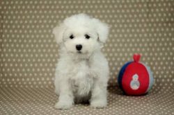 In the Middle Ages – after the dogs came to Europe, they gained immense popularity among a ...