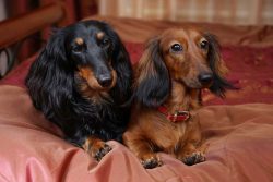 Today’s average weight for a typical pet is 9 kg. Miniature breeds weigh up to 5 kg, while ...