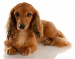 These are very intelligent animals that sometimes even outwit their master. However, it is absol ...