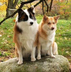 Fleas easily settle in the thick fur coat of the Icelander, therefore, with the beginning of the ...