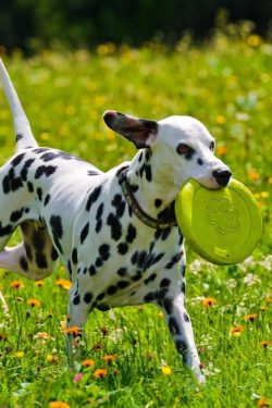 The Dalmatian is one of the breeds for which “media” and momentary popularity have d ...