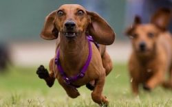 According to the American Kennel Club, miniature dachshunds are not separated into a separate cl ...
