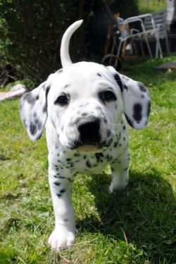 A little Dalmatian must clearly understand the boundaries of what is permitted and know that dis ...