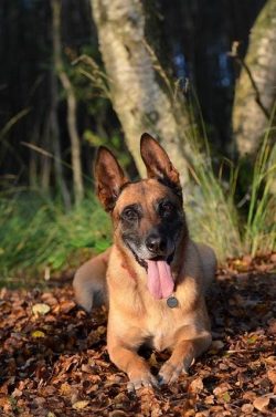 Malinois nutrition must be treated very responsibly. Such an active dog should receive a complet ...