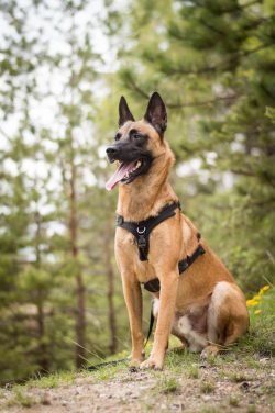 An adult dog eats 2 times a day. In order for the Shepherd to replenish its energy supply, it ne ...