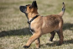 Malinois is a medium-sized dog. It is a muscular, flexible animal. Bitches have a more elongated ...