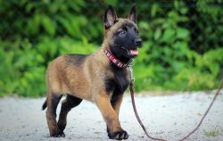 If you decide to feed the Belgian with dry food, consult a specialist. Your veterinarian will he ...