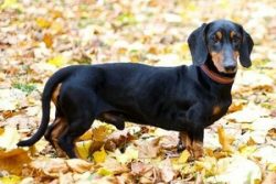 The dachshund’s teeth need to be brushed periodically. This is to prevent the development  ...