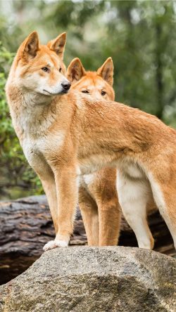 The animal differs from all other Australian predators in that its young appear in an advanced s ...