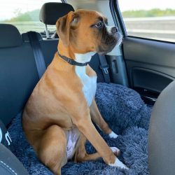Boxers are also some of the first dog breeds used by police and the military. Unfortunately, the ...
