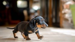 Dachshund is a very ancient breed. They were first seen on ancient Egyptian papyri. 