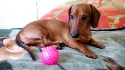 The first images of a funny dog ​​with an elongated muzzle, body and very short legs can be seen ...