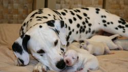The features of the breed demonstrate the shape of the skull of the remains found by archaeologi ...