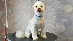 Some Bolognese loves to swim and will swim in the water whenever possible, especially in hot wea ...