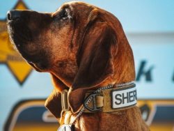 The most expressive part of the bloodhound’s body is, of course, the head: framed by soft  ...