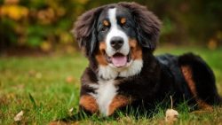 All 4 breeds arose from the crossing of Molossians and Mastiffs, which the Romans brought with t ...