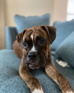The physique is athletic, muscular, muscles are perfectly traced. The hind legs are longer than  ...