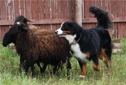 It is difficult to say about the origin of the breed, since the development took place when ther ...