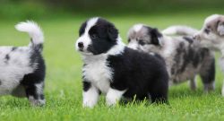 Border Collies are among those dogs that do not require special care. Although the breed is pron ...