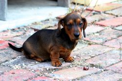 The dachshund considers itself a large dog, so it can easily start a fight with a dog that is th ...