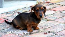 Bathe your dog once or twice a week, or more often if he has a habit of sleeping in the same bed ...