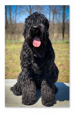 The Black Russian Terrier is a unique breed, one of the few fully developed in Russia. Its histo ...