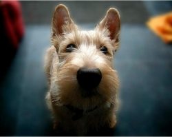 Life with a Scottish Terrier is a constant struggle for leadership, keeping both the owner and h ...