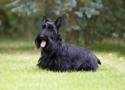 The appearance of the Scotch Terrier makes you smile tenderly. Little bearded men captivate with ...