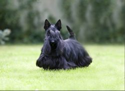 To this day, there is debate about the origin of the Scotch Terrier. The breed standard states t ...