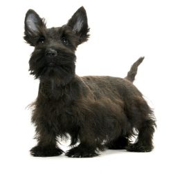 According to one version, several centuries ago, working dogs lived in the largest district of S ...
