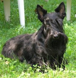 For the first time, mention of the rough-coated terrier is found in the Scottish Natural History ...