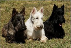 Black, fawn (wheat) Scotch Terrier, and Scotch Tiger Terrier with different shades are allowed a ...