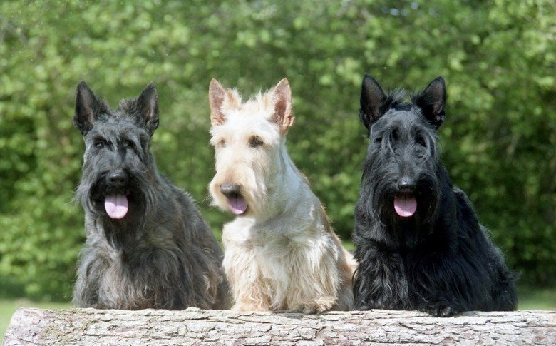 The location of the Scottish Terrier must be won, he will not obey just because the owner requir ...