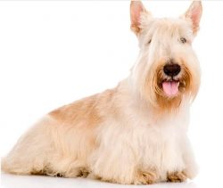 A dog serves a person, in a situation with a Scotch Terrier, the opposite is true. The bearded m ...