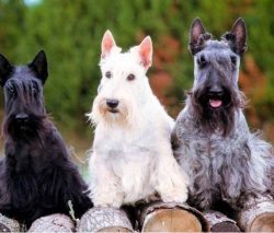 Dogs are smart, but due to their own stubbornness, they may seem unreachable. In fact, the Scotc ...