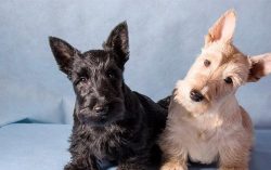 The owner should be careful while walking with the pet because the Scotch Terrier is able to fig ...