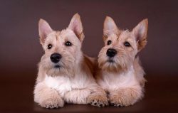 The size of the opponent does not bother him, the Scottish Terriers are fast, agile, and the den ...
