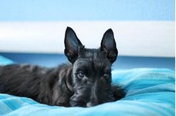 The Scotch Terrier breed is absolutely not suitable for the role of a nanny, many breeders avoid ...