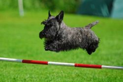 Scottish Terriers do not like heightened signs of attention, at first they warn with grumbling t ...